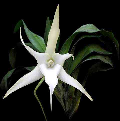 Angraecum sesquipedale 